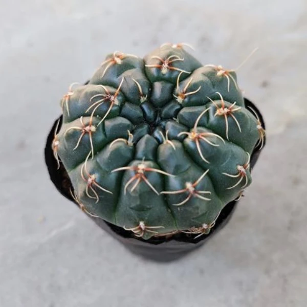【凑单满9.9包邮发货】菲花玉仙人球脱土发货