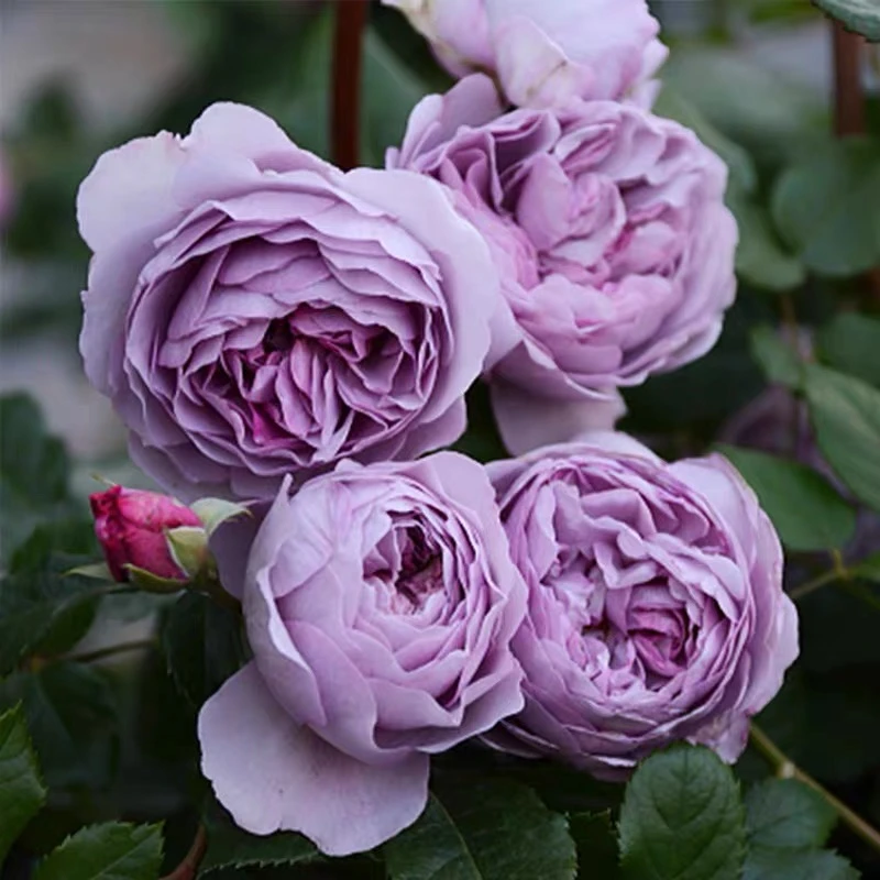 薰衣草花环藤本月季玫瑰蔷薇花苗大花浓香庭院爬藤四季
