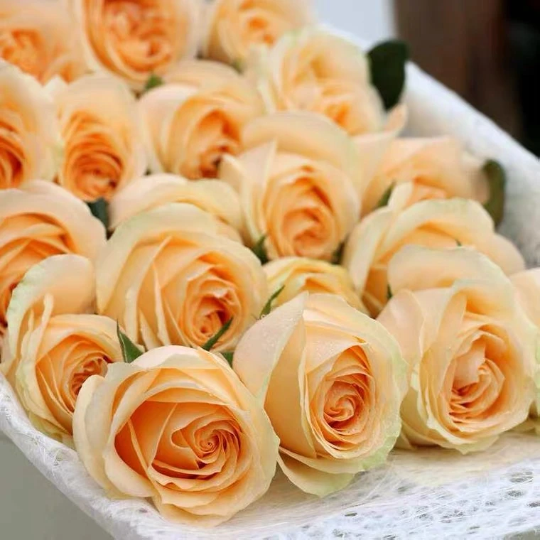 蜜桃雪山盆栽月季花苗庭院花卉浓香玫瑰花苗花期带花苞欧月苗情