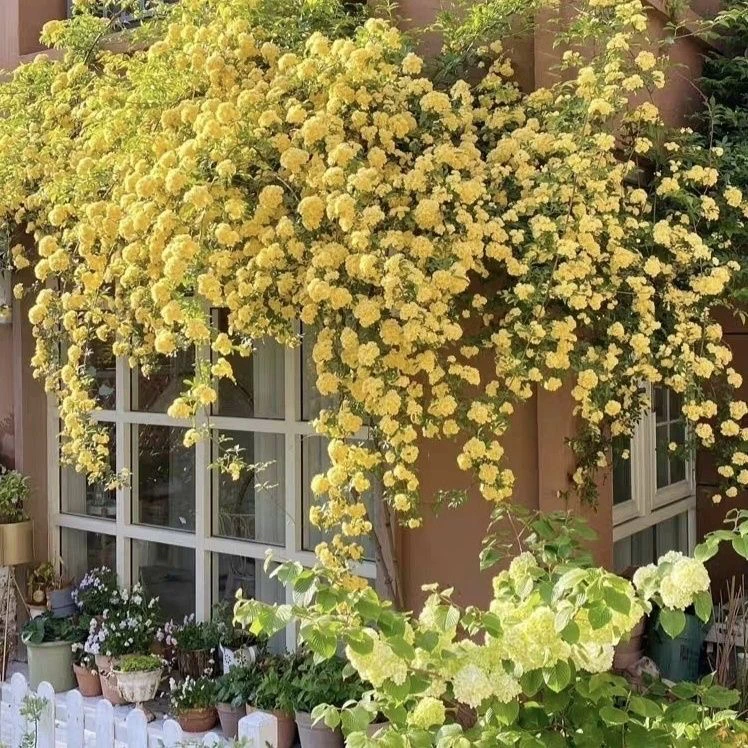 黄木香大苗1.3-1.5米高木香花苗花卉阳台爬藤蔷薇植物春季