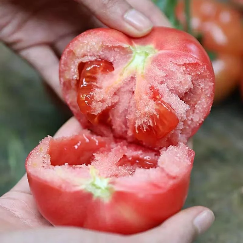 山东地头直发西红柿番茄现摘现发农产品蔬菜食品