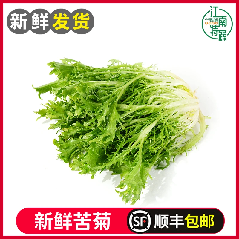 苦菊生菜新鲜蔬菜沙拉食材食用苦苣狗牙菜西餐健身轻食苦细叶生菜