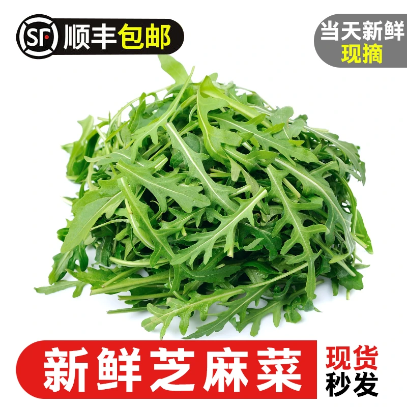 新鲜芝麻叶生菜肉厚火箭菜新鲜即食西餐顺丰包邮蔬菜沙拉菜食材