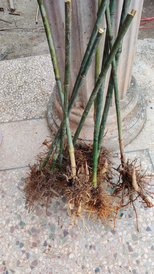实心竹苗,6棵,直径1.5左右,截枝60cm发货,高60cm,高60cm,