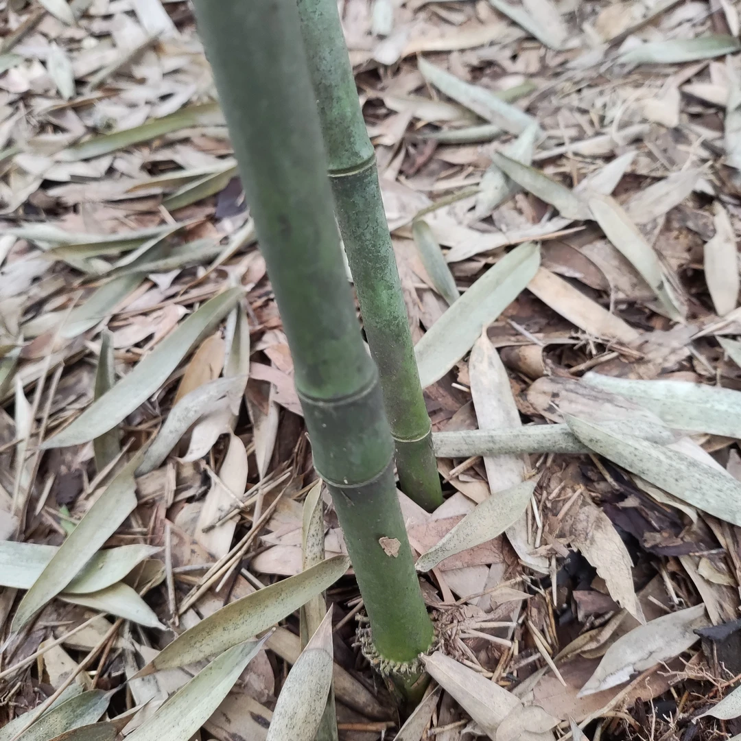 实心竹实心玉竹苗6棵，口径1.0/1.2左右，截枝60公分高，保湿发货