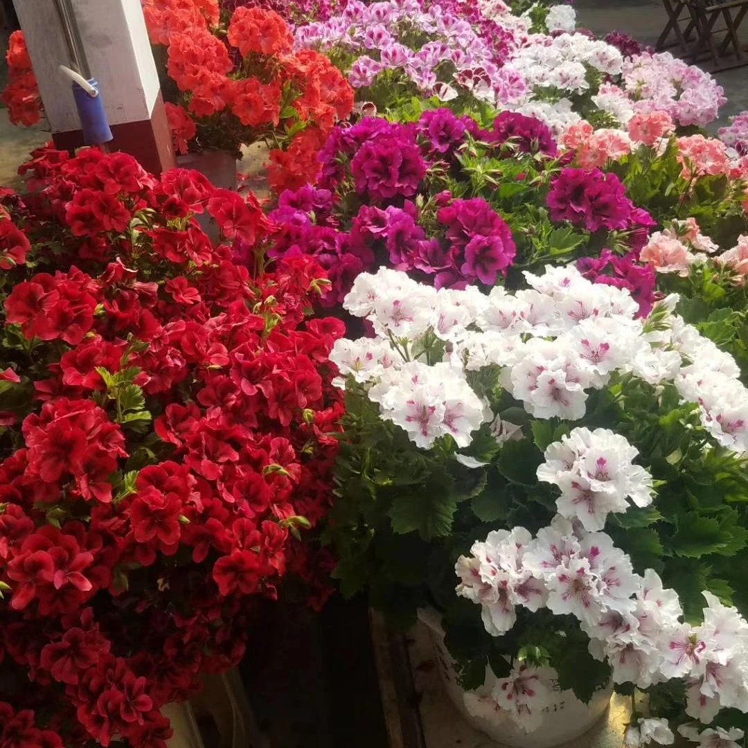 天竺葵穴盘苗10颗起包邮