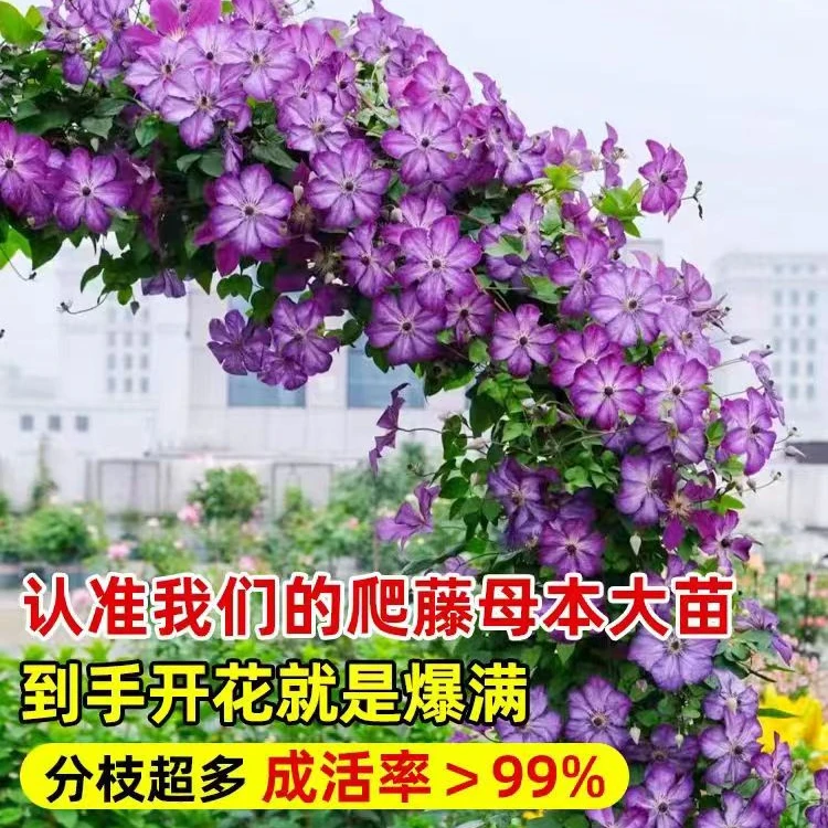 晚花组大花铁线莲爱炫如梦多粉修剪耐寒耐热开花四季花苗庭院懒人