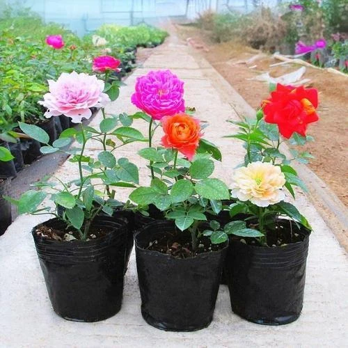 藤本月季扦插小苗