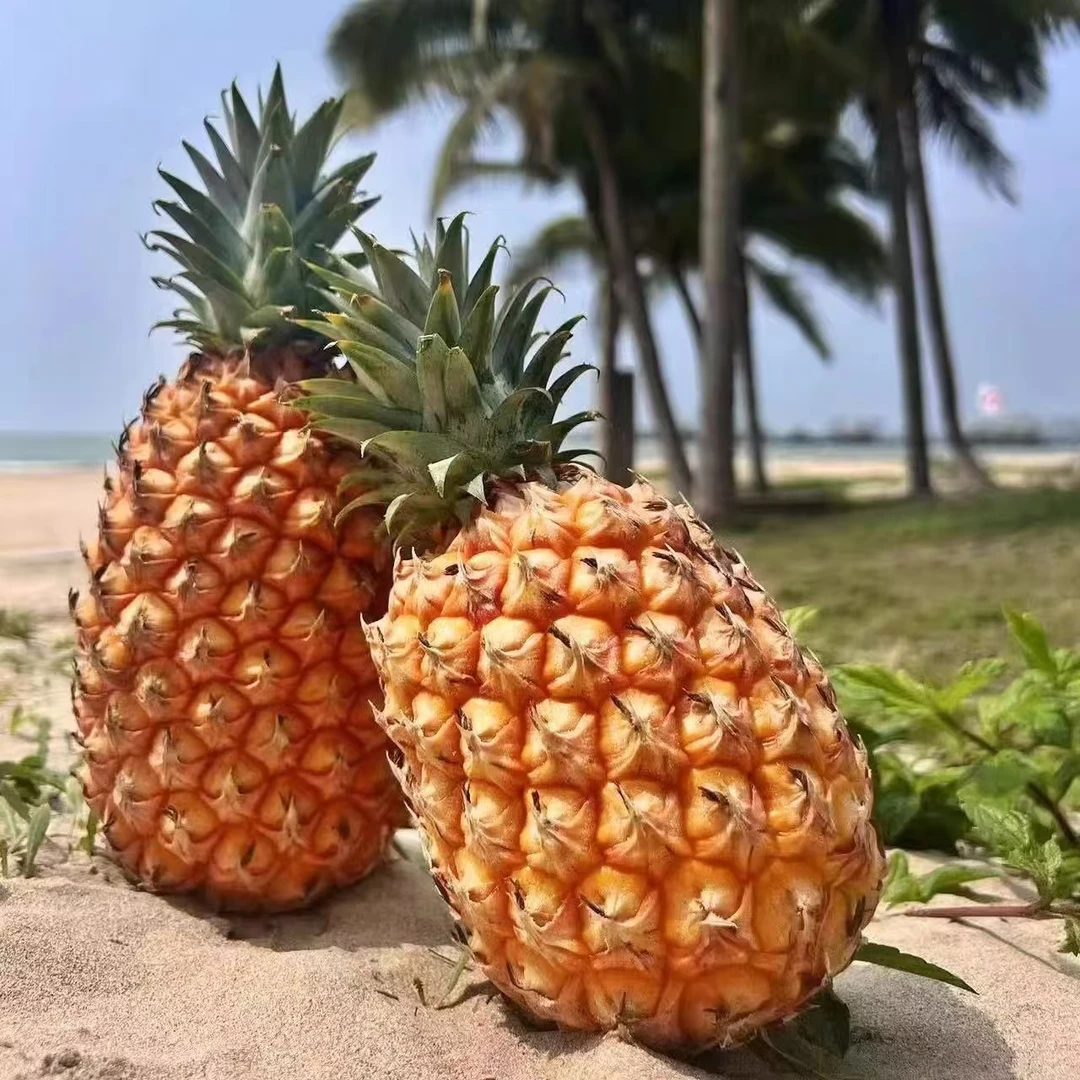 海南产地直发金钻凤梨天然金钻凤梨8斤左右
