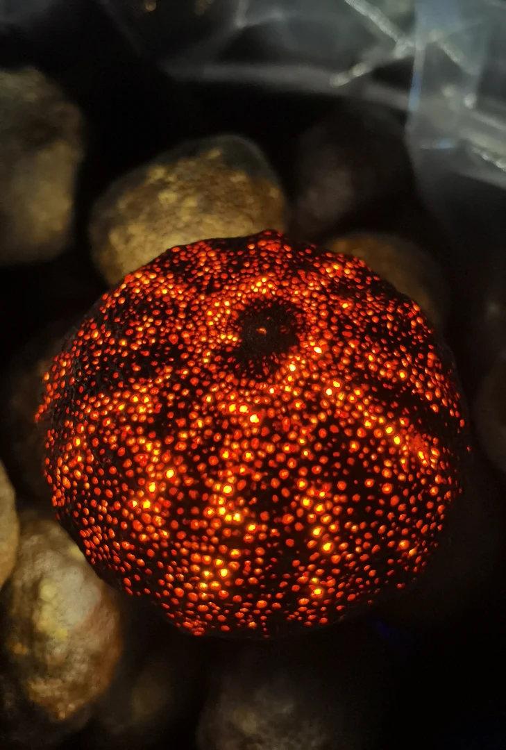 【释迦多罗满天星】收藏2013年新会深吕真正冬后大红壳