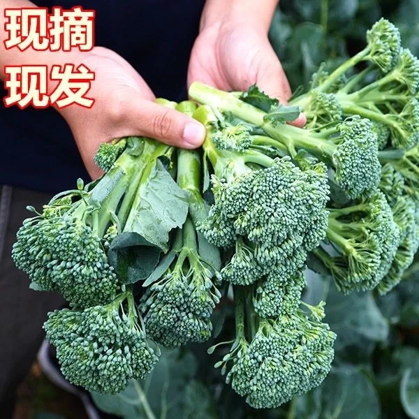 云南新鲜西兰苔芥兰花菜青花苔西兰花新鲜蔬菜西兰苔小西兰花