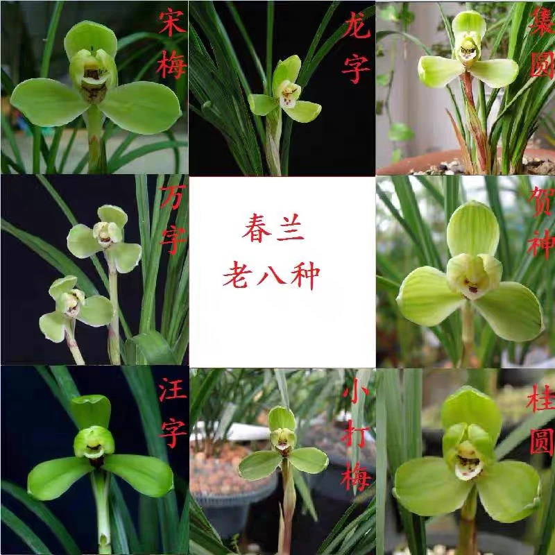 春兰老八种宋梅集圆万字汪字龙字小打梅桂圆梅贺神梅整套组合