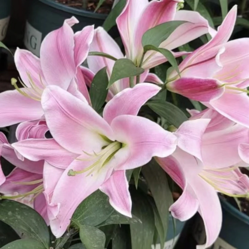 （圆舞曲）香水百合大花朵淡香型点缀室内环境净化室内空气