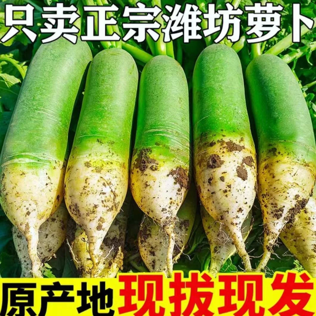 山东潍坊水果萝卜5-6斤潍县沙窝萝卜生吃脆甜微辣现拔现发清脆