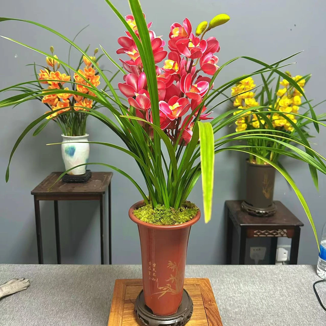 【红宝石】兰花珍品室内外阳台客厅花卉绿植盆栽基地种植好