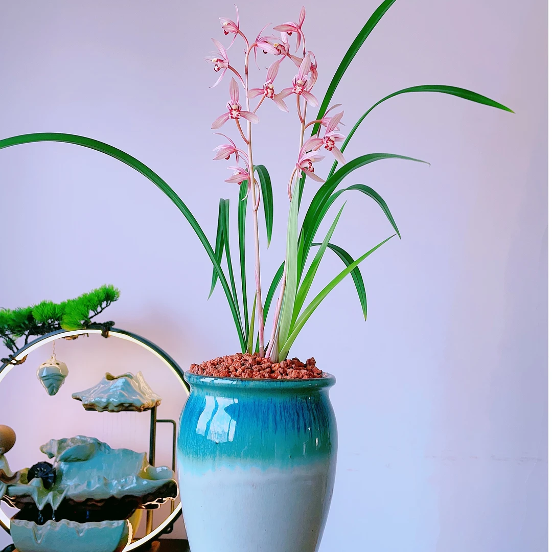 带花苞+盆器+底座 建兰红花月下美人带花苞室内盆栽好养易活阳台