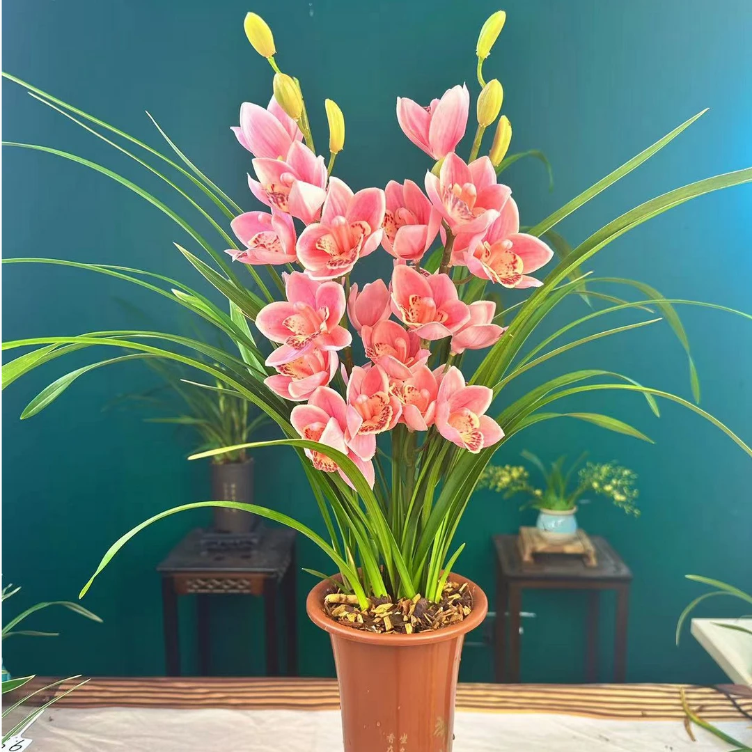 【金粉佳人】兰花珍品室内外阳台客厅花卉绿植盆栽基地种植发货好