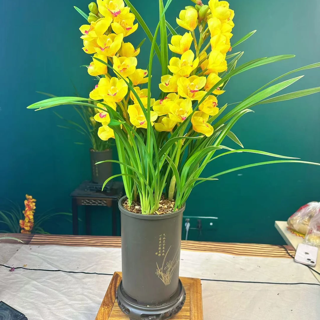 【黄金万两】兰花珍品室内外阳台客厅花卉绿植盆栽基地种植好