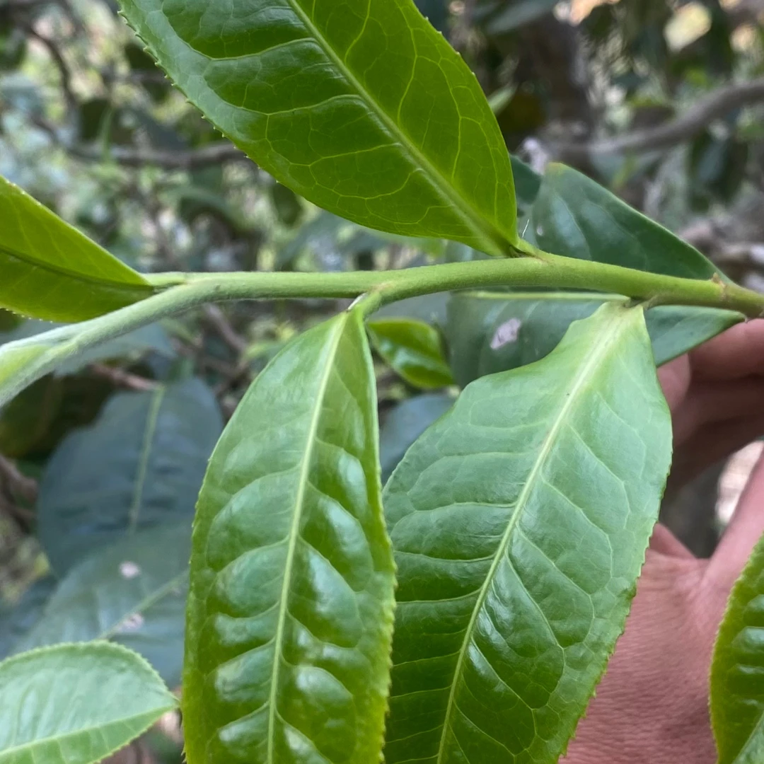 2024年百年古树头春纯料春茶普洱生茶
