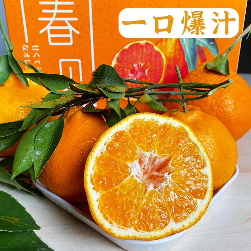 正宗四川春见耙耙柑新鲜采摘水果现发净重4.5斤8斤