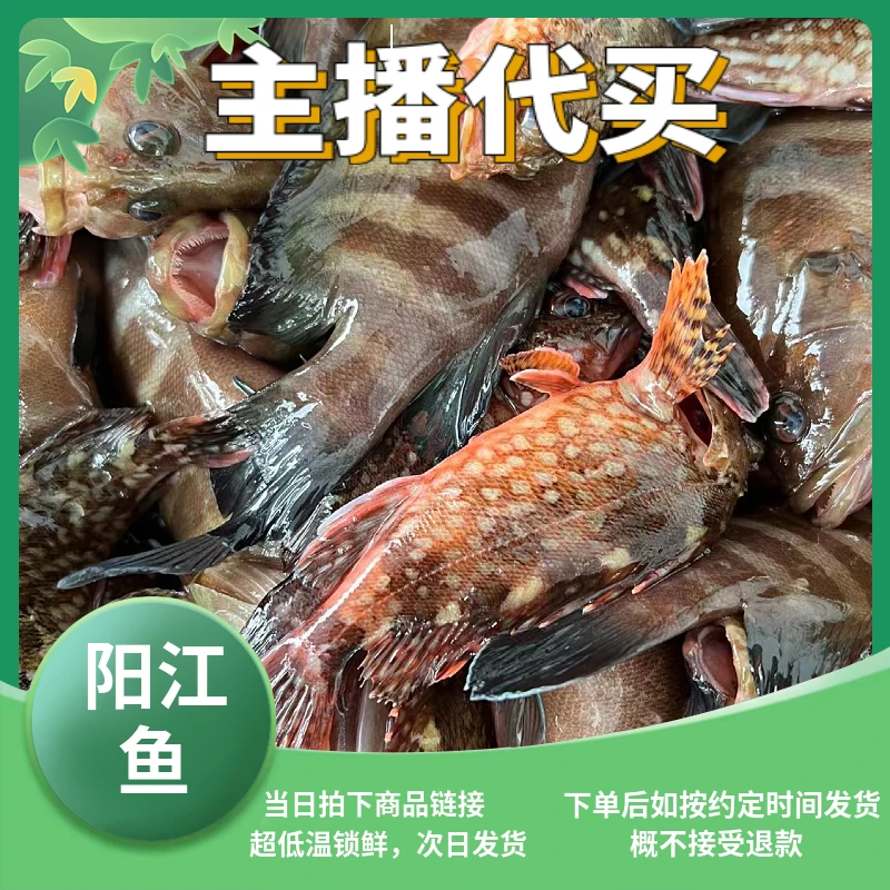 广东阳江闸坡码头海鲜套餐直播间改价三斤起拍