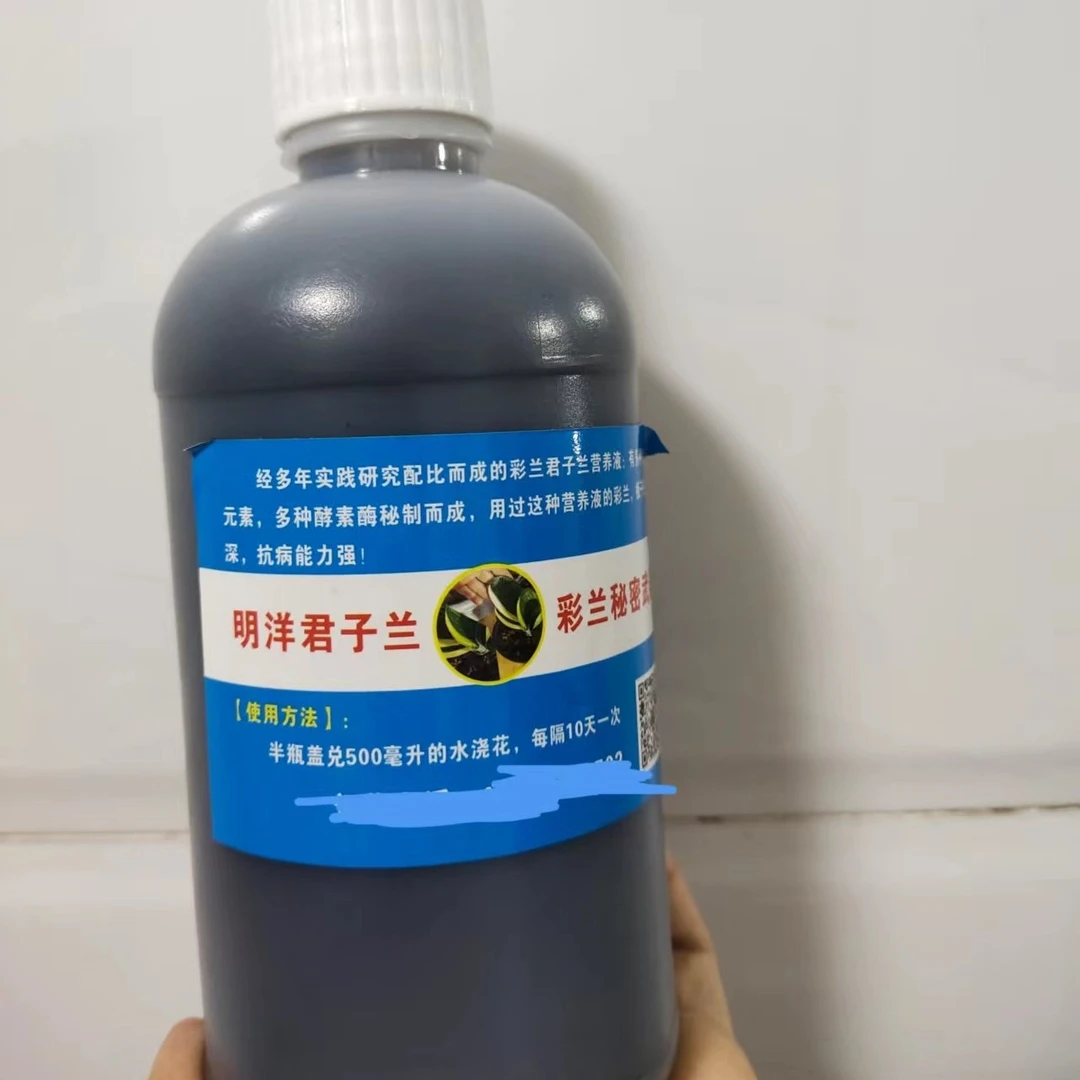 精品君子兰彩兰秘密武器
