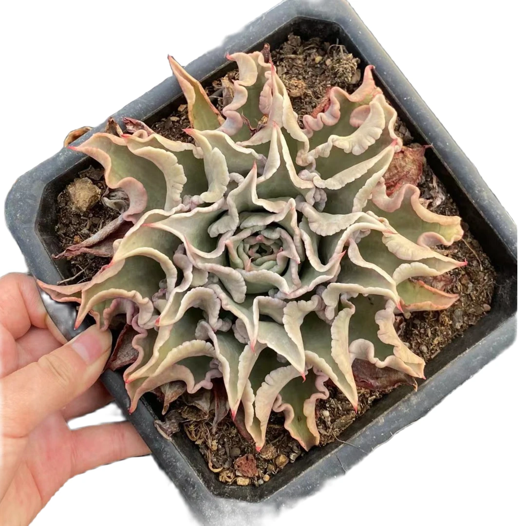饺子皮多肉滇农精品多肉植物 新手易养花办公桌阳台好养活脱土150