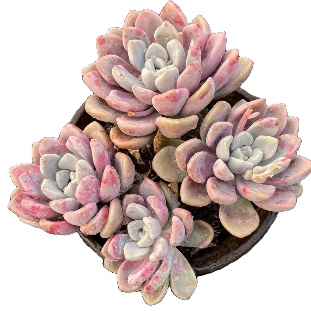 花斑鹿230#云大A1露雪山多肉植物 简单易上手春季易栽培美观庭院