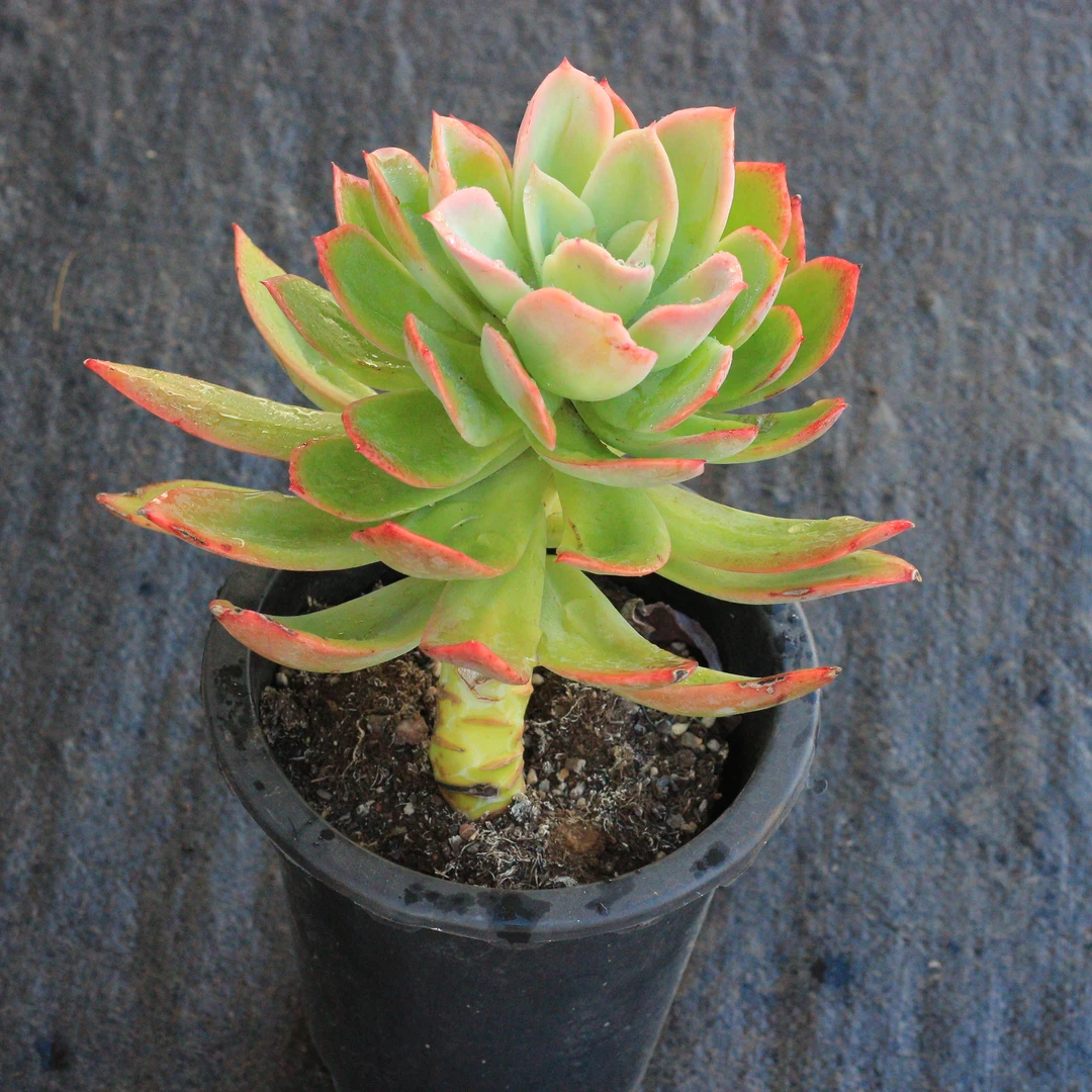 乔伊仙子  拍下小老桩子发货 滇农精品进口多肉植物 易种植售后