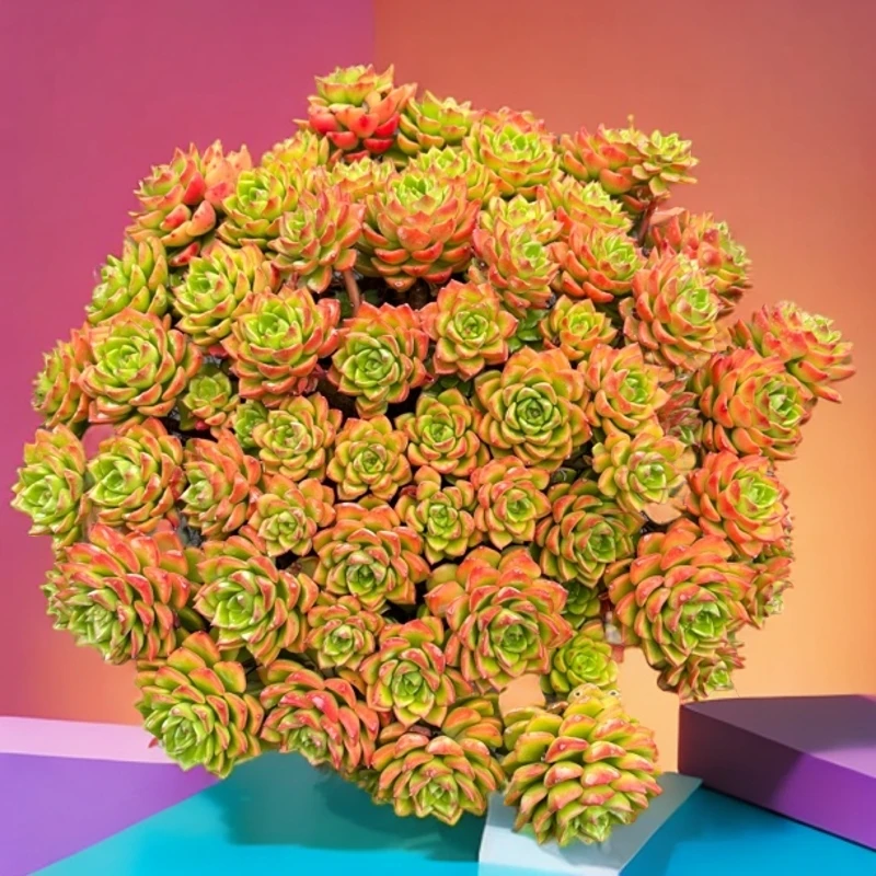 蒂亚230#云大幺妹云大A2露看好养 新手可入 一单包邮