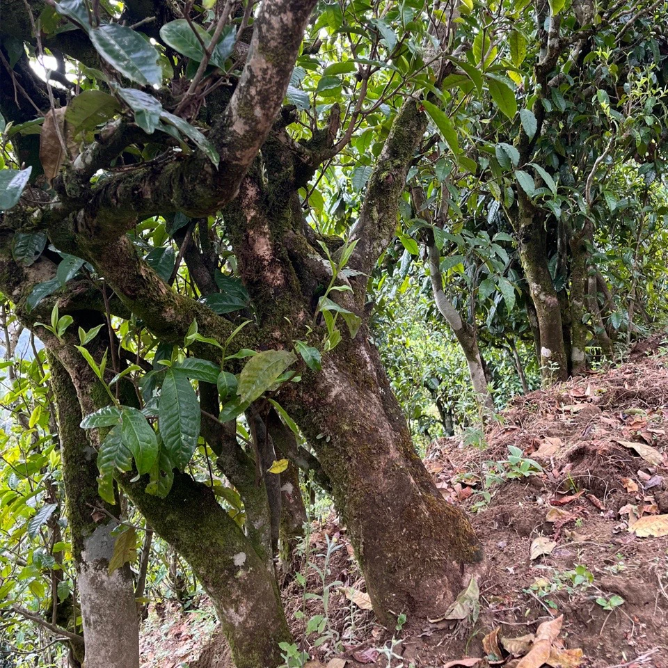 【锦绣茶尊】正宗的古树普洱生茶