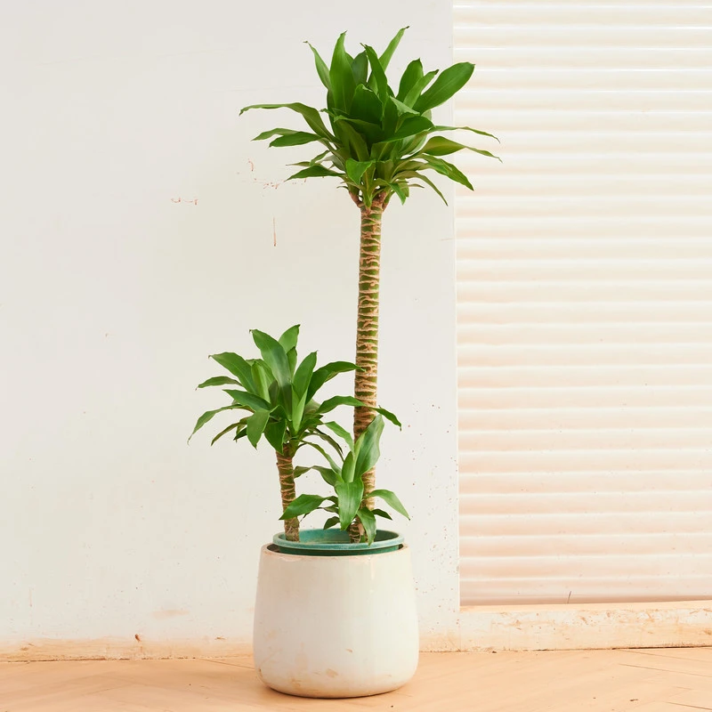 【荷花铁】美人铁四季常青造型绿植室内盆栽耐阴植物好养易活