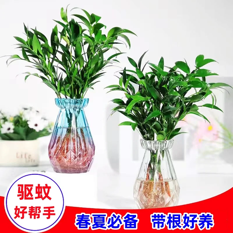 竹柏水培土培盆栽驱蚊绿植好养耐活土养四季常青客厅摆件植物好看