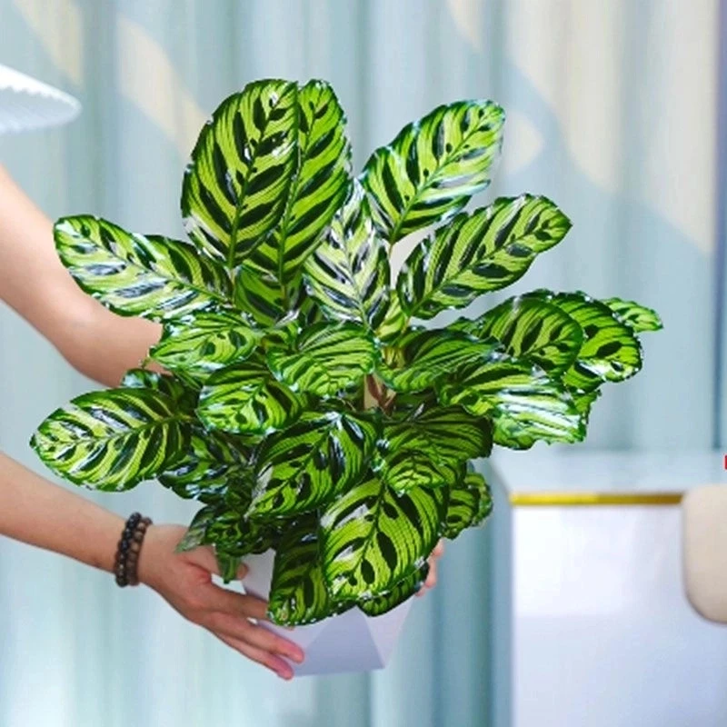 孔雀竹芋彩叶竹芋四季常青净化空气清除甲醛室内办公室盆栽好养活