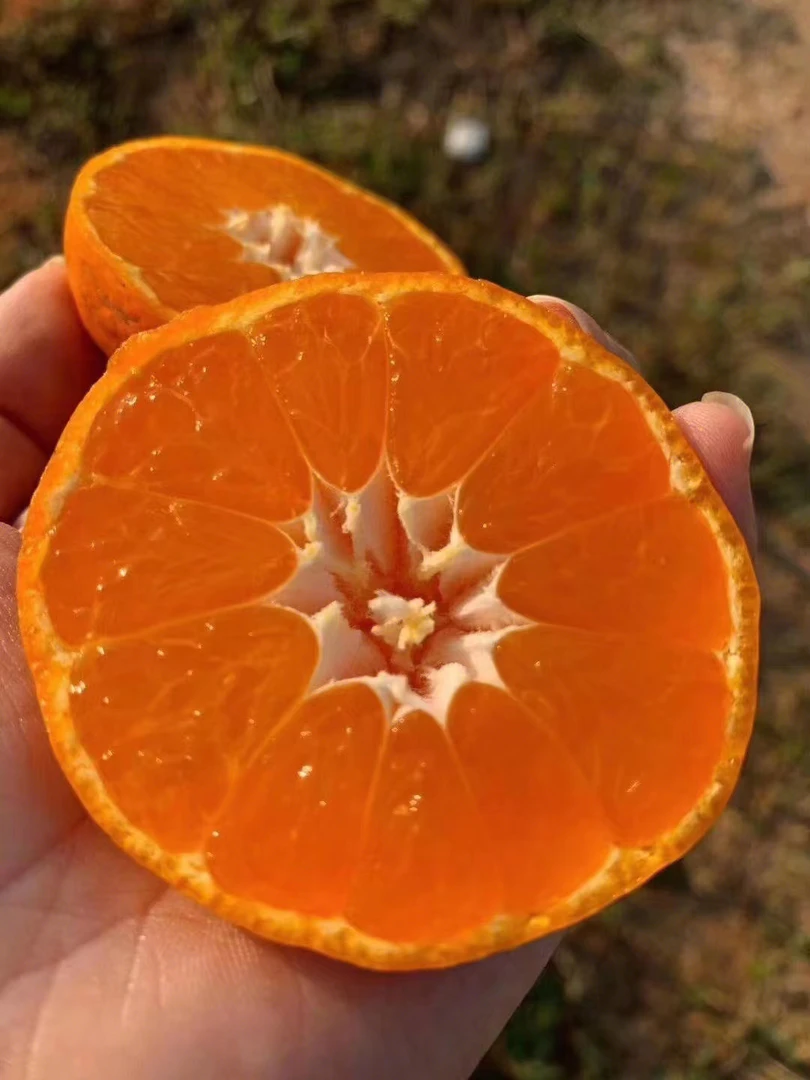 涌泉蜜桔9.9一箱5斤装