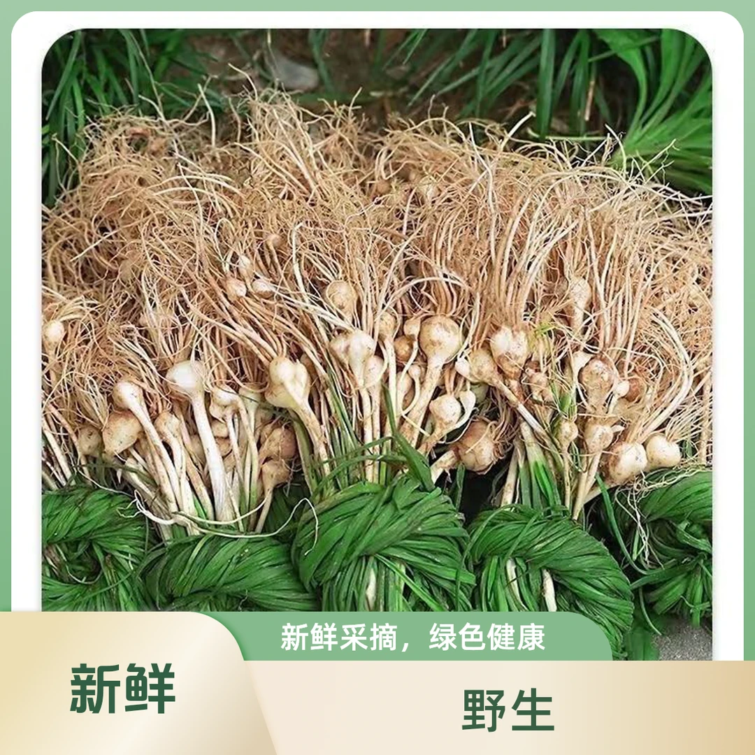 24年新鲜野葱现挖新鲜苦蒜野菜小根蒜胡葱野藠头野小蒜野山葱