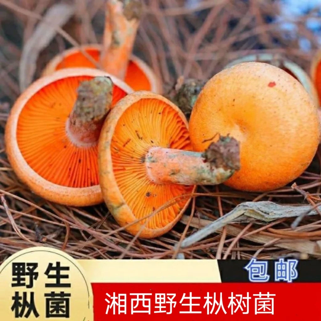 野生丛树菌寒菌重阳菌新鲜菌子现采现发