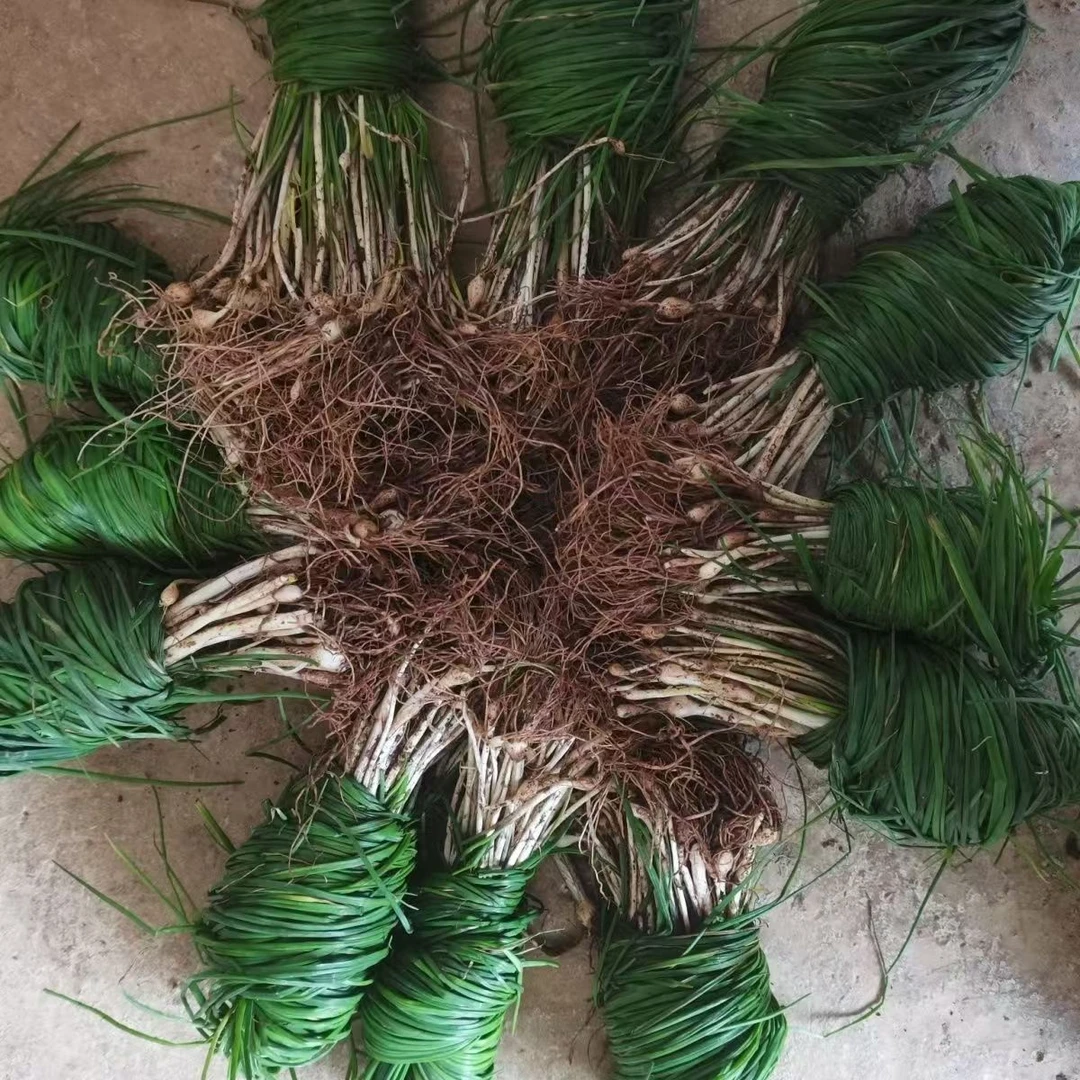 新鲜现挖野葱野蒜湖南特产小根蒜香葱包邮