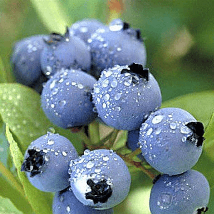 大连蓝莓庄河蓝莓纯甜新鲜蓝莓京东发货