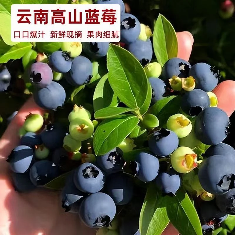 【次日到家】云南花香蓝莓脆甜可口2-8盒装蓝莓同城送