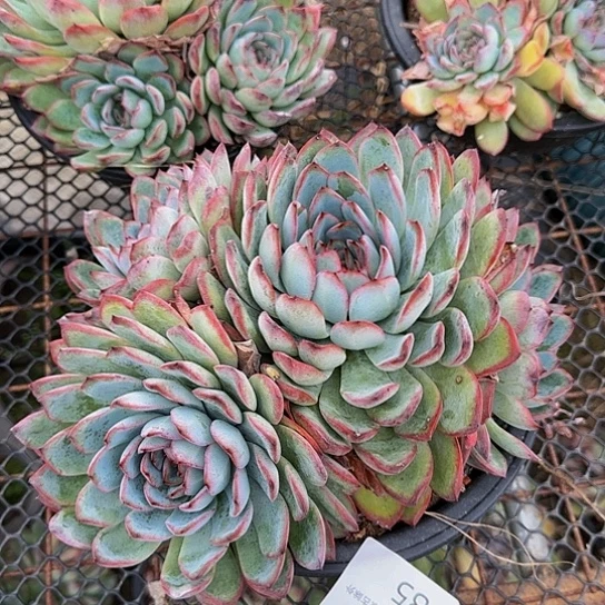 花月夜85 一物一拍满38包邮