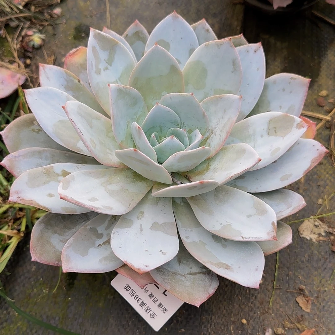 宋**.多肉植物一物一拍白莲17