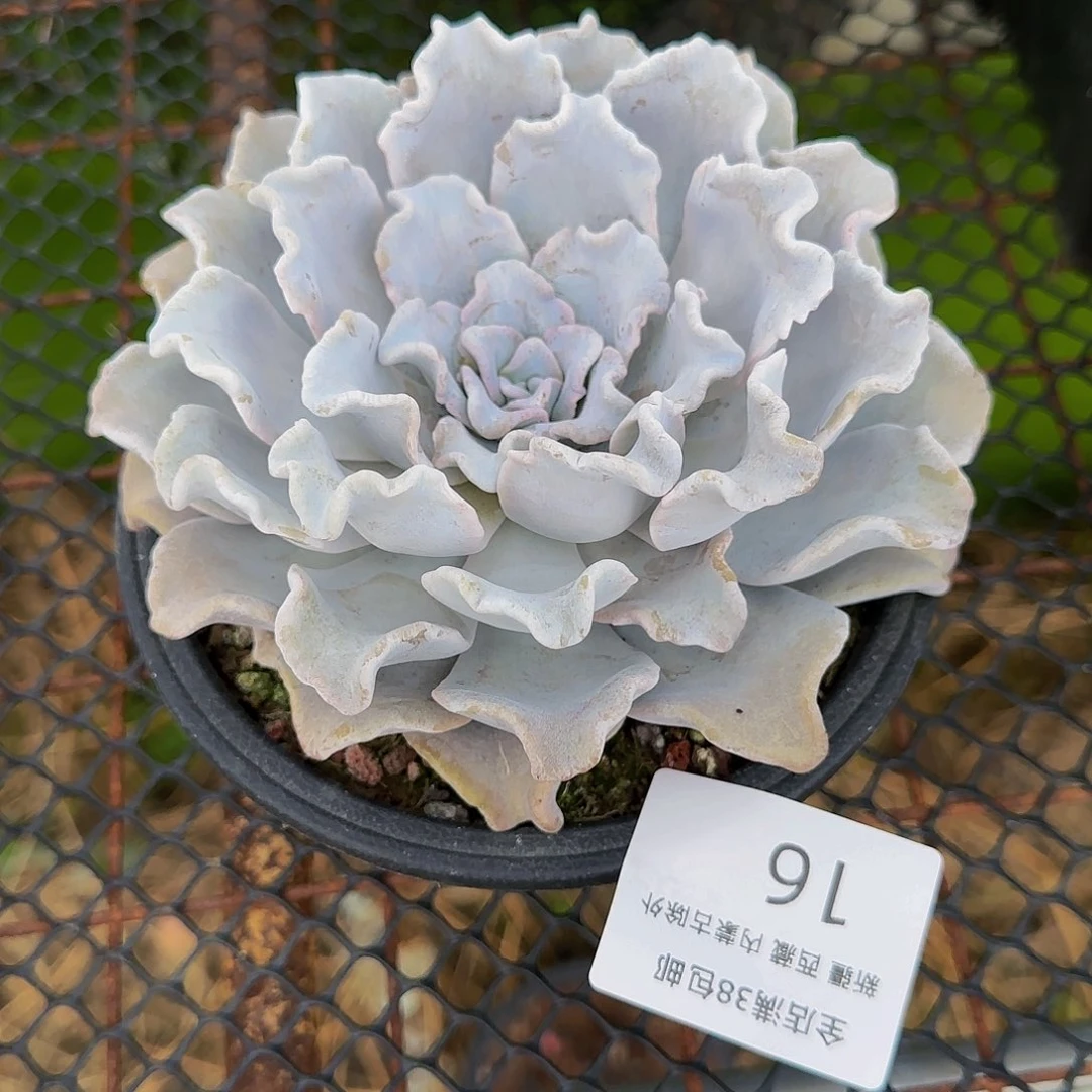 ?****?多肉植物一物一拍白饺子皮16