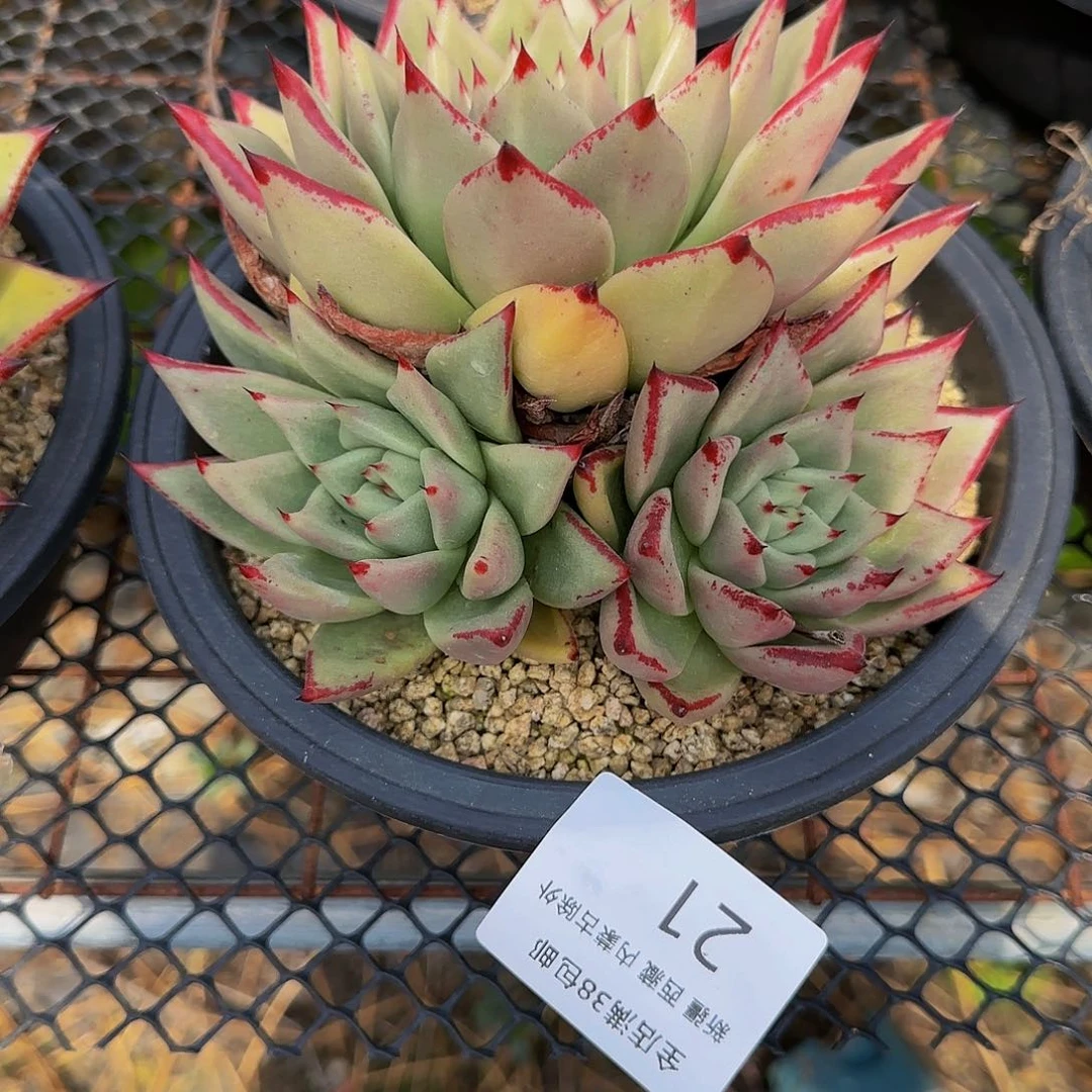 涵*多肉植物一物一拍乌木21