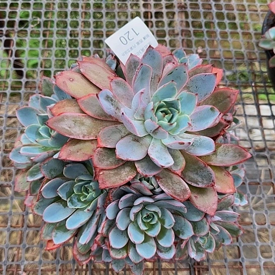 ?****?赫拉120 一物一拍满38包邮