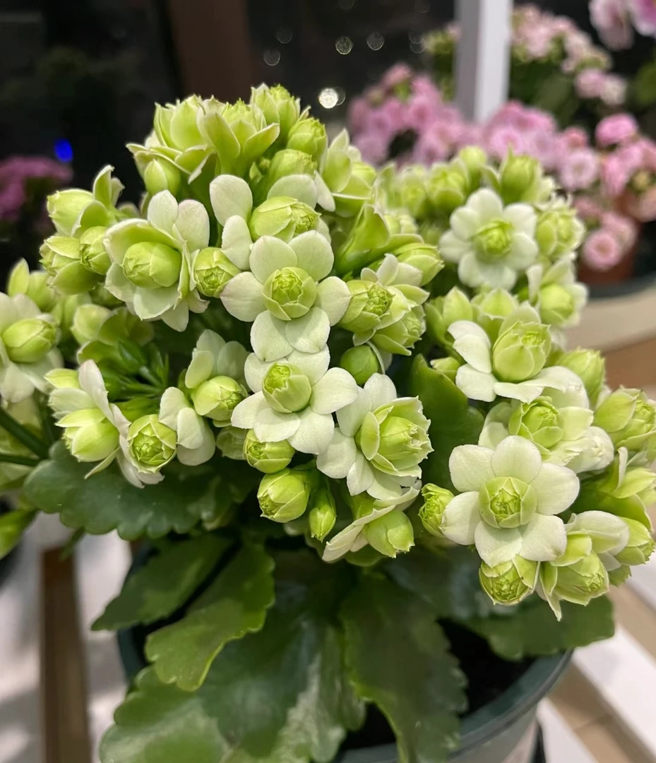 绿巴黎稀有品种，130盆原盆原土