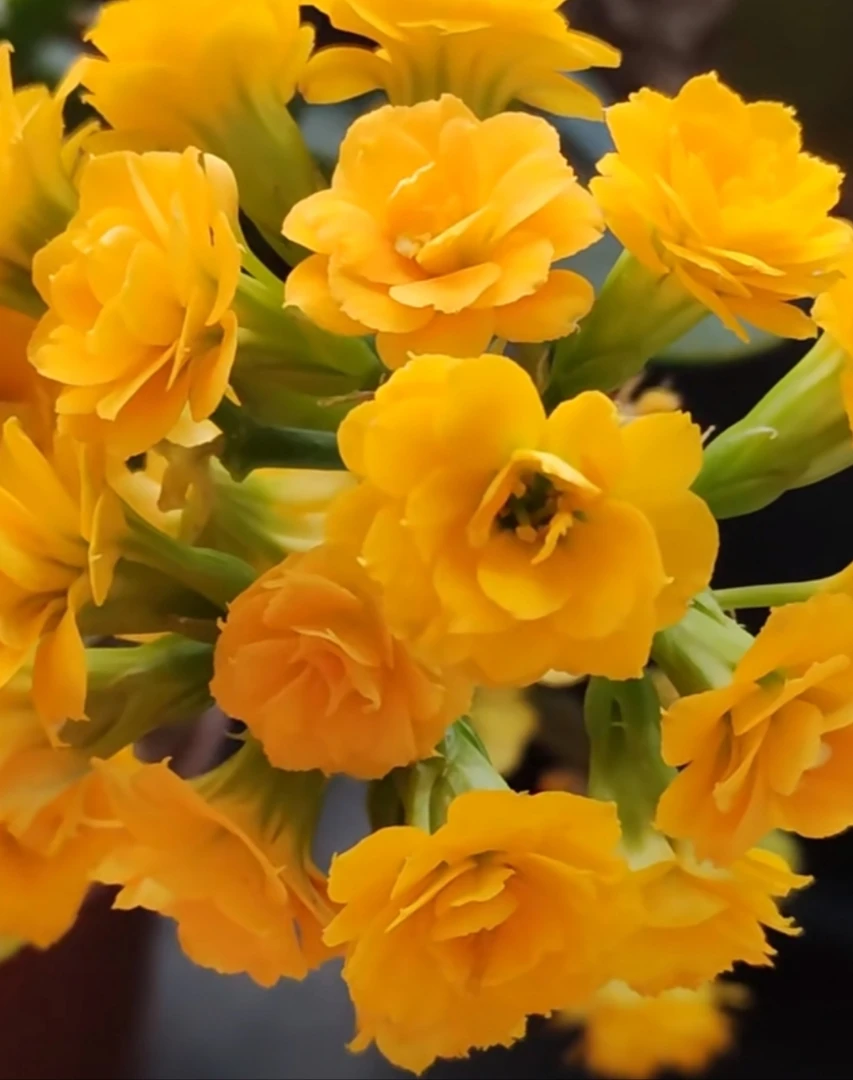 露丝黄金，110原盆原土