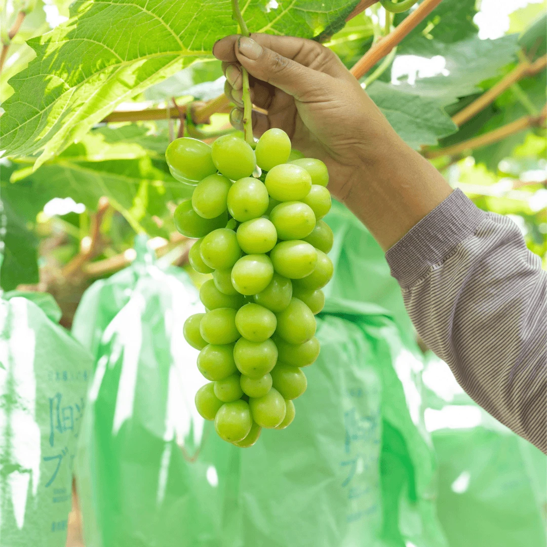 【现摘现发】阳光玫瑰葡萄新鲜孕妇水果香甜爆汁无籽无核晴王青提