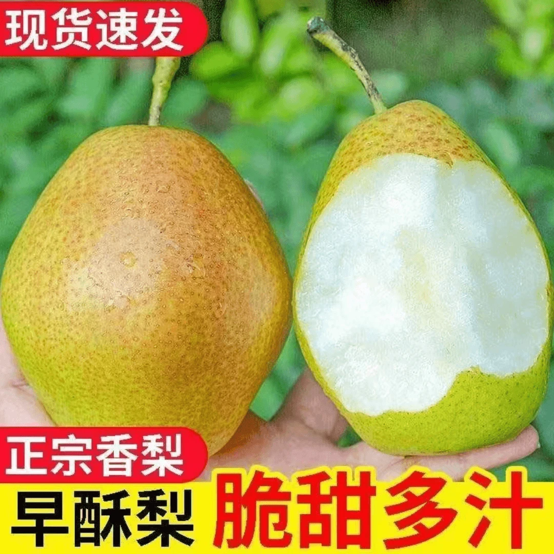 山西【红香酥梨】孕妇水果当季应季新鲜水果脆甜多汁净重3-8.5斤