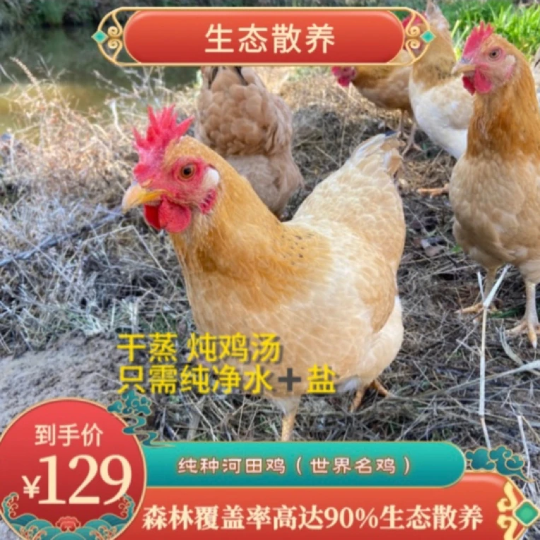 直播福利山林散养 稻子杂粮炖汤健康美味